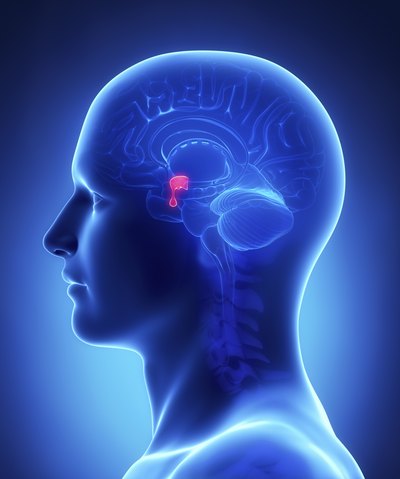 3D illustration of the pituitary gland.