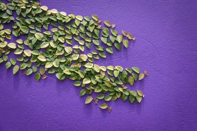 Ficus Pumila can grow in sun or shade.
