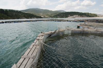 An aquaculture production pool.