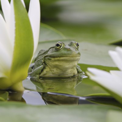 frogs are amphibians