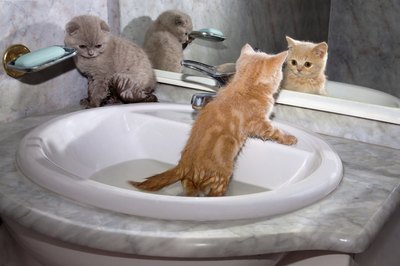 Bathe each kitten in the sink.