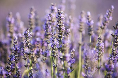 Close-up of lavandin lavender plants.