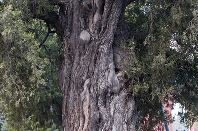 The trunk of a very old chinese juniper tree.