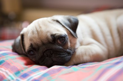 Pug resting on a pillow.