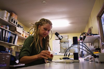 A scientist studies the effects of deforestation on beetles that live in the rainforest.