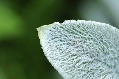 A closeup of a lamb's ear leaf.
