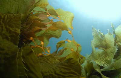 Kelp is used to promote healthy skin.