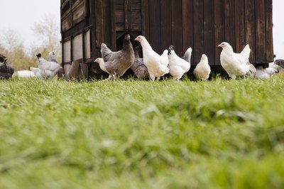 organically raised chickens