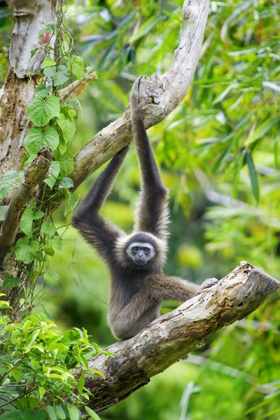 A Gibbon monkey hangs from a tree in a tropical rainforest.