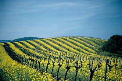 When visiting Napa Valley, visit the local vineyards.