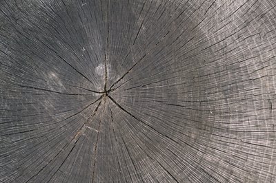 Rings inside a tree trunk denote new layers of wood growth.