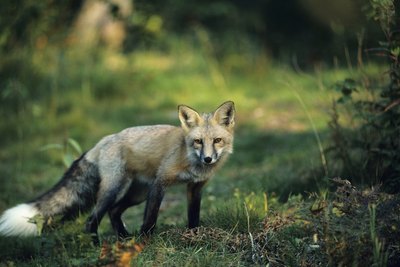 A red fox walks through a forest.