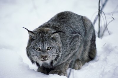 A lynx crouches in the snow.