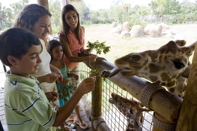 children feeding giraffe at zoo