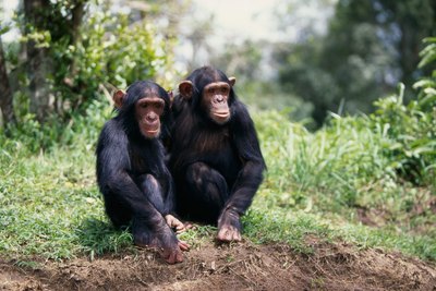 two chimpanzees