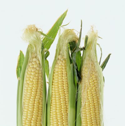 Corn on the cob ready to be prepared.