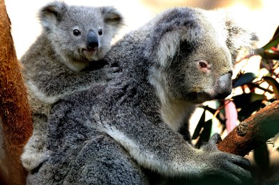 koala in tree with joey on back