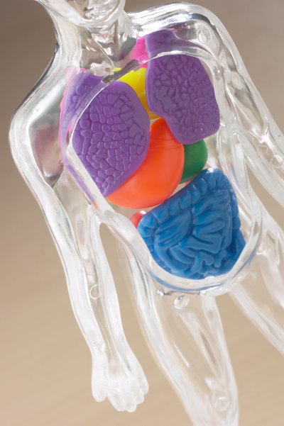 Model of human organs