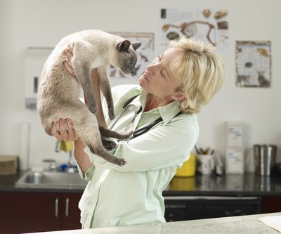 The cat may need to be taken to a vet.