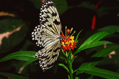 Lantana attracts butterflies