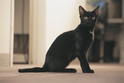 Prevent pregnancy by keeping cat indoors.