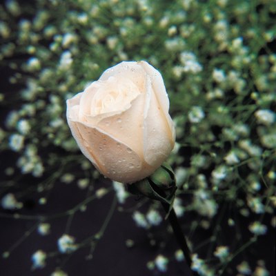White rose bush