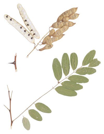 Double compound leaves have multiple compound leaflets.