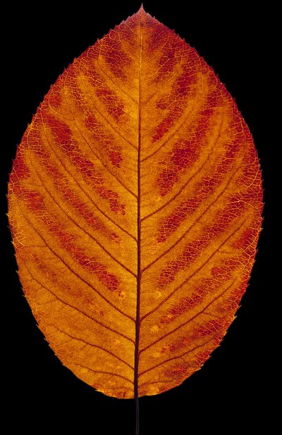 Simple leaves are shapes that are void of clefts and lobes.