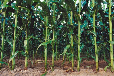 Common corn survives heat and bright sun through C4 photosynthesis.