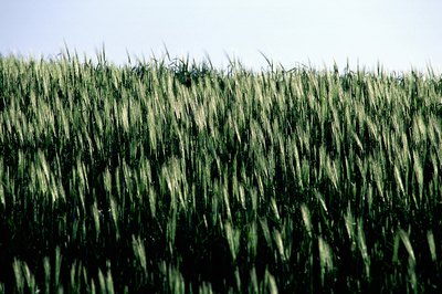 green barley grass field