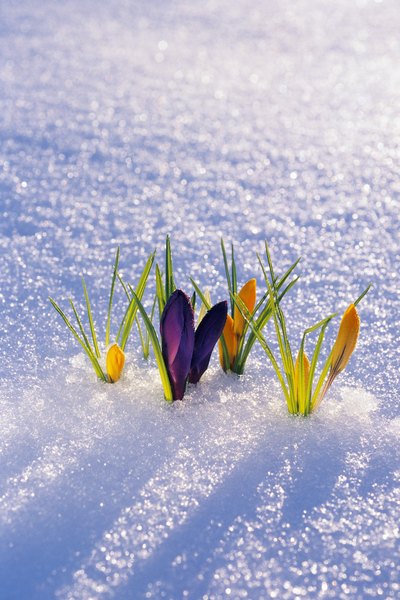 Flowers peeking through the snow bring promise for the spring.