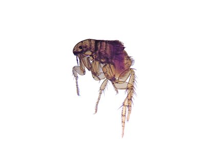 Close up of a flea.