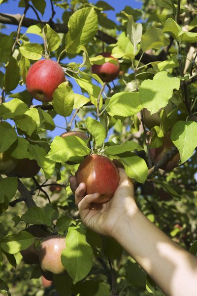 Pick apples when they are crisp.
