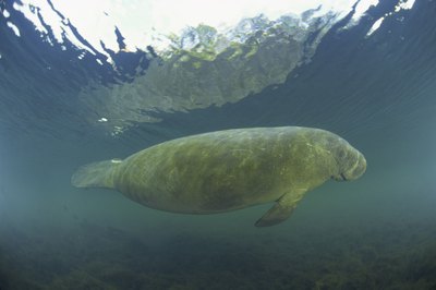 Wildlife