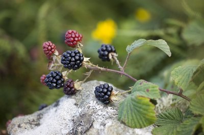 blackberry branch