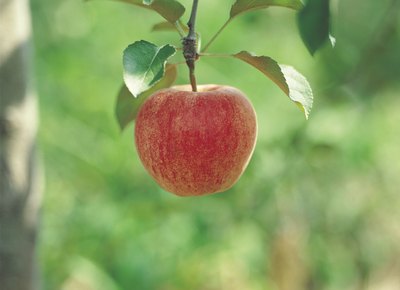 An apple hangs from a branch.