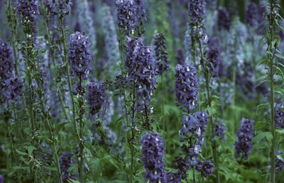 Unpruned lavender develops a woody stem to support excess growth.