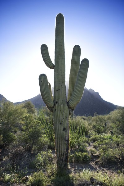 Cactus