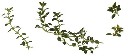 Thyme is a popular vegetable spice.