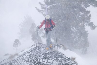 Trees and plants exposed to blizzards rarely survive the extreme cold temperatures.