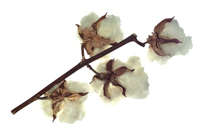 Cotton