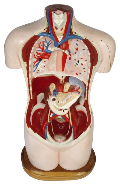 Human organs