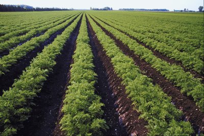 The amount of nitrates in vegetables varies dependent on fertilizer used on it.