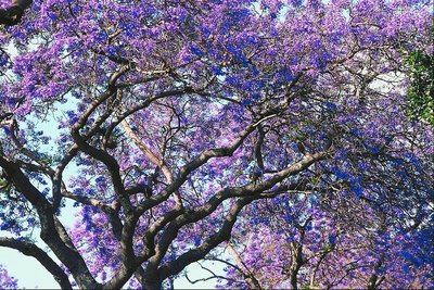 Flowering Trees