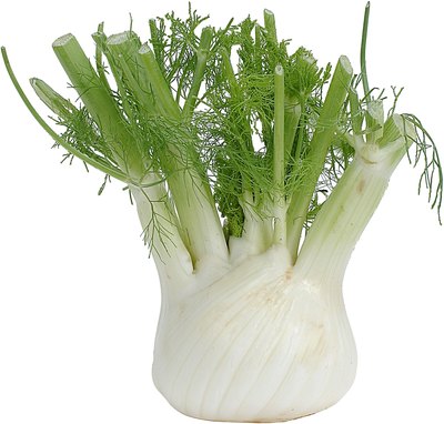 Fennel bulb