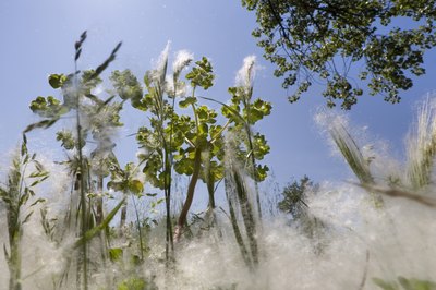 A cottonwood is a pollinating tree that causes allergies in early spring.