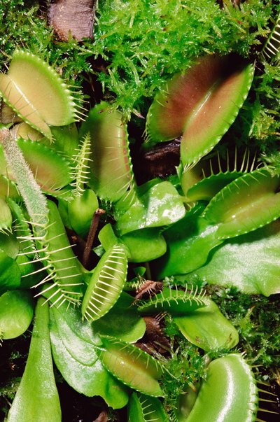 Venus Flytrap
