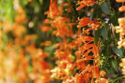 Trumpet honeysuckles growing on vines