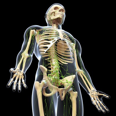 3d illustration of lymphatic system with human skeleton rendering