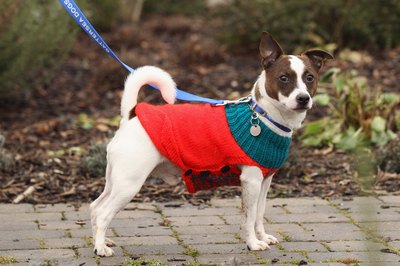 Dog wearing a re-purposed sweater